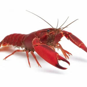 Roter Papuakrebs (Cherax boesemani) Schnäppchen